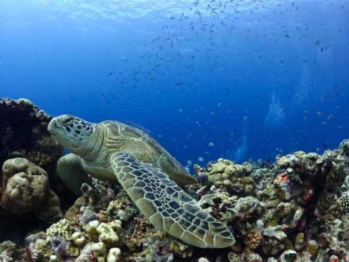 Dea Gili Cottages กิลิเมโน ภายนอก รูปภาพ